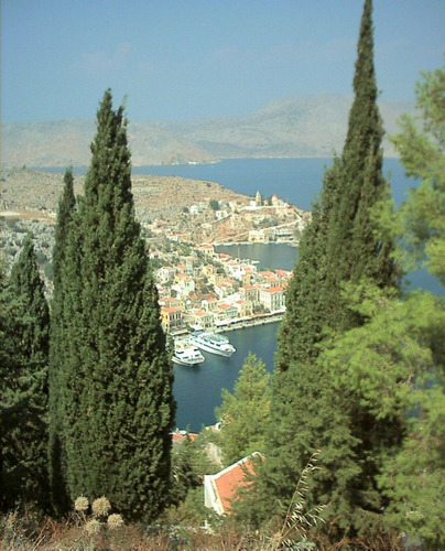 Semillas De Árbol Ciprés (cupressus Sempervirens) X 200