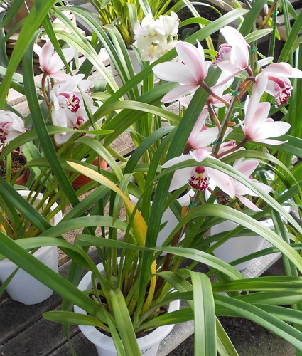 Orquidea Cymbidium 2 Varas