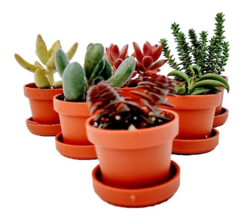 Suculentas Mini Mix 40 Pzas Envio Dhl