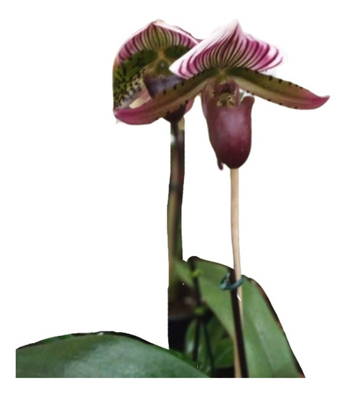 Orquídea Exótica Paphiopedilum (sapatinho) Roxo (sem Flor) | Parcelamento  sem juros