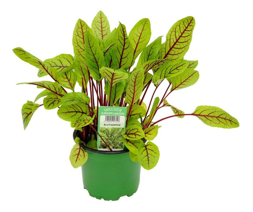 Azedinha Red Almeirão Roxo Rumex Sanguineus 20 Sementes