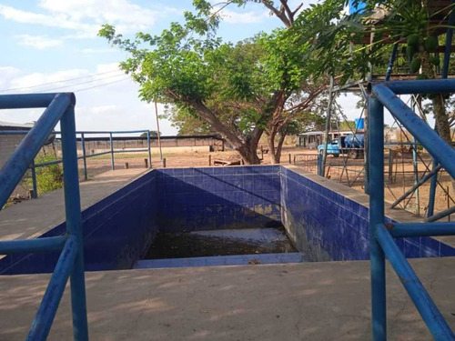 Imagen 11 de 14 de Finca 303 Hectáreas En Guárico, Vía Santa Rita.