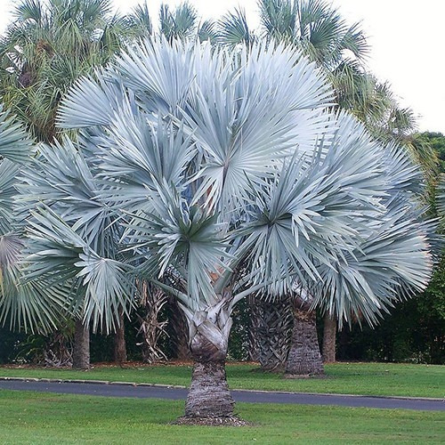 Palmera Bismarckia Nobilis 110lts (seña)