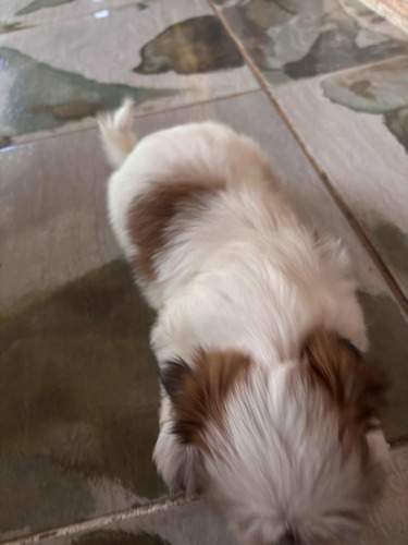 Shih-tzu Fêmea