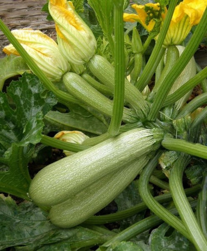 Imagen 3 de 5 de Semillas Zucchini Zapallito Alargado X Sobre Huerta En Casa
