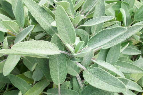 Semillas De Salvia Medicinal Selección Premium