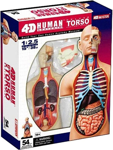 Imagen 3 de 8 de 4d Cuerpo Humano Modelo Anatómico 626301