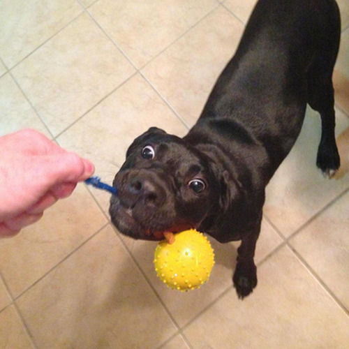 Juguete Para Perros Con Pelota Con Cuerda Pelota Para Perros