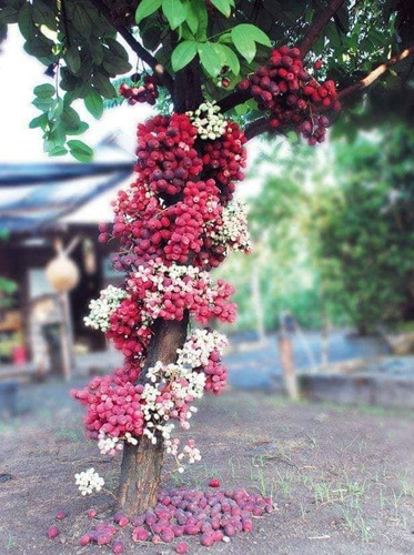 Syzygium Aqueum, Bonitas Plantas, Preguntar Costo De Envio