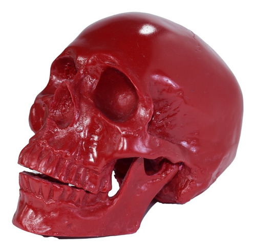 Cráneo Humano De Resina, Mandíbula Articulada Varios Colores