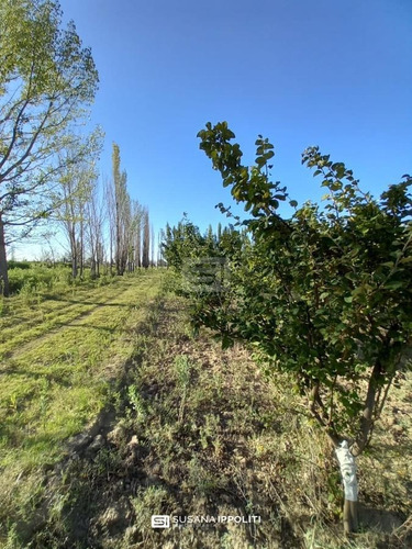 Imagen 19 de 23 de Finca Productiva De 17ha En General Alvear - Mendoza