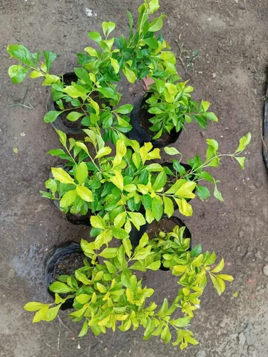 Plantas De Garbancillo