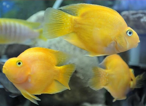 Imagem 1 de 1 de Peixe Papagaio