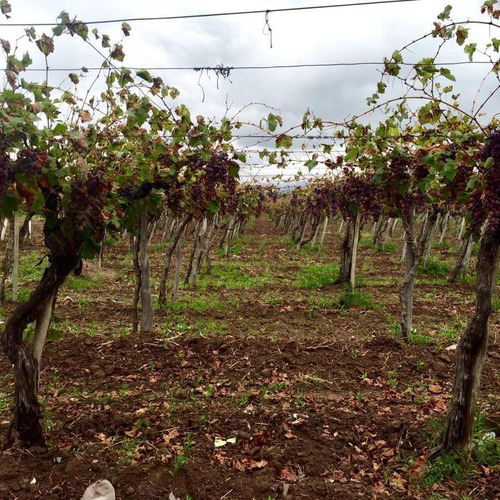 Imagen 4 de 5 de Venta De Finca En Colonia 3 De Mayo - Mendoza