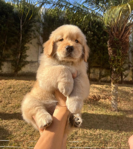 Cachorros Golden Retriever Dorados Machos Y Hembras