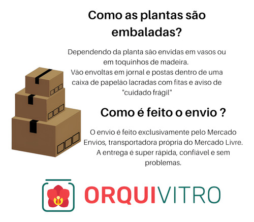 Orquídea Vanda Laranja - Muda