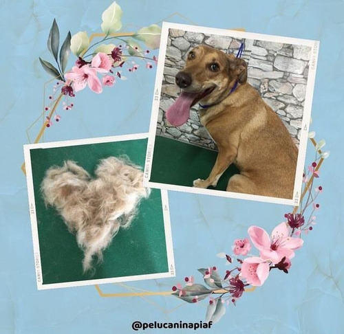 Imagen 6 de 12 de Peluquería Canina - Traslados Para Mascotas - Reiki Y Gemo.
