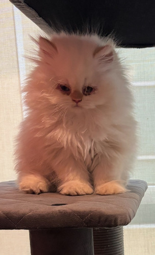 Gatito Persa 2 Meses Una Semana De Nacidos Vacunados Dm Blanco Sólido E Hinalayo