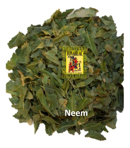 900 Semillas De Neem Codigo 907 + Regalos