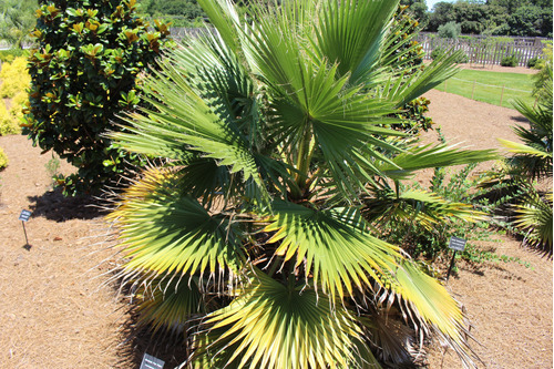 Palmera Abanico Washintonia 10 Semillas