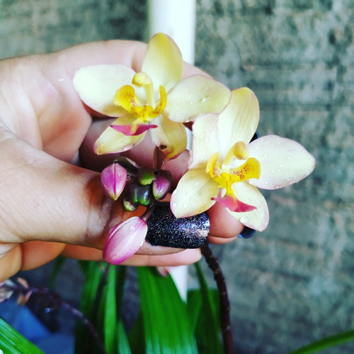 3 Orquídea Spathoglottis Amarela Kimballiana | Parcelamento sem juros