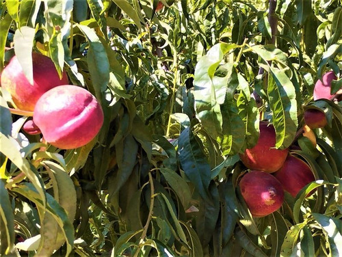 Imagen 11 de 21 de Agrícola En Venta En Curacaví Con Producción De 73 Nogales
