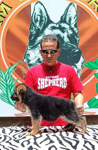 Imagen 2 de 3 de Cachorros Pastor Alemán Full Pedigree Apppa-perú