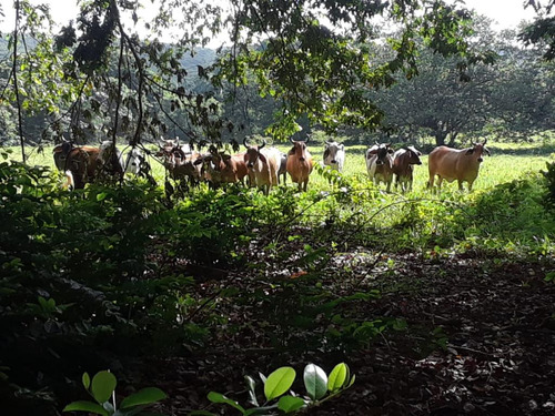 Finca Ganadera 1400 Tarea Bayaguana Facilidades De Pago