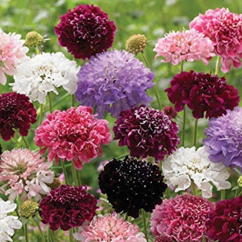 40 Semillas De Scabiosa Imperial Gigante Mix - Flor Premium