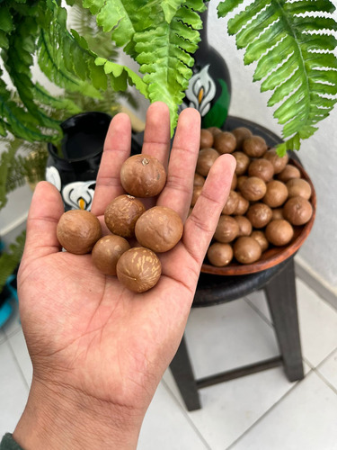 Nuez De Macadamia Con Cascara 5 Kg