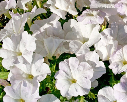 Fertilizante Para La Floración De Petunia Enana Blanca