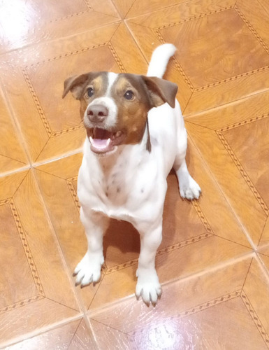 Jack Russell Para Servicio