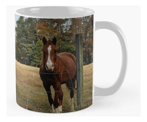 Taza X4 Curioso Quarter Horse Amigos Calidad Premium