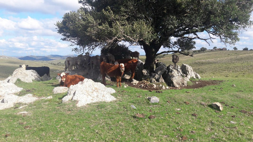 40 Hectáreas, Paisaje, Excelentes Vistas