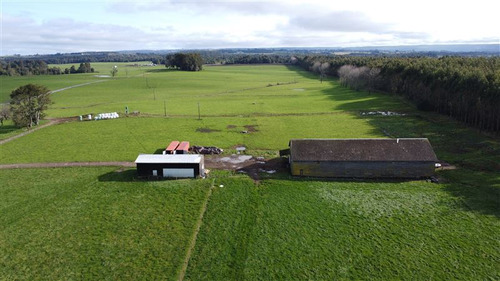 Campo Lechero En Venta En Los Muermos