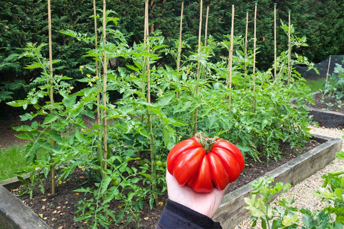 Semillas Tomate Zapoteco Variedad Mexicana