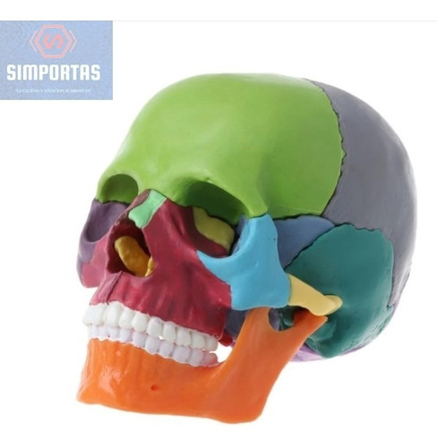 Cráneo Color Desarmable - Modelo Anatómico Didáctico Calidad