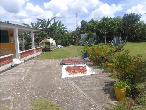 Venta Finca Productiva Montenegro Pueblo Tapao - 11 Cuadras