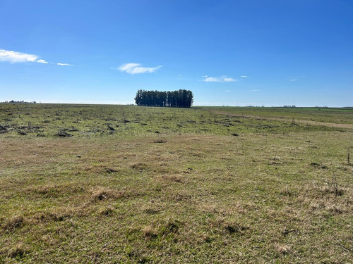 Destacado Campo Agricola- Ganadero, Salto , Gran Productividad, Coneat 130