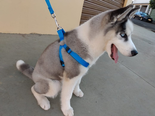 Coleira Cachorro Medio E Grande Peitoral Ajustável