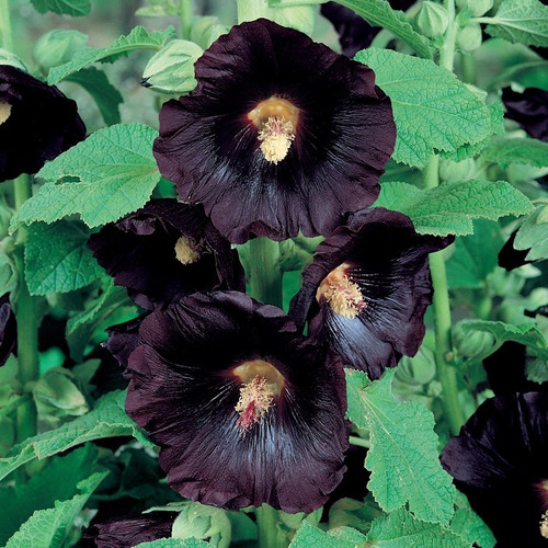 15 Sementes Malva Negra Alcea Rosea Nigra Preta Flor P Mudas