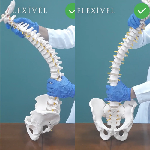 Coluna Vertebral Flexível Tamanho Natural 70cm Profissional