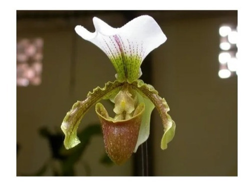 Mudas De Orquídeas Sapatinho (paphiopedilum Leeanum) Adultas | Parcelamento  sem juros