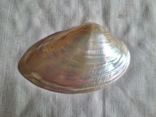 Caracol Marino - Nacar - Oceano Indico