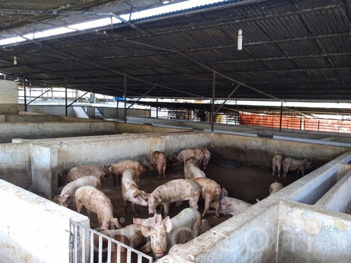 Imagen 9 de 29 de Granja Agrícola Y Porcina Turmero, De 5.7 Hectáreas 04123465023