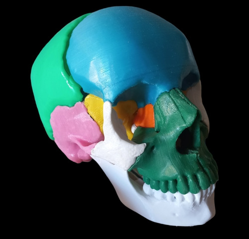 Cráneo Humano Cuerpo Humano Anatomico