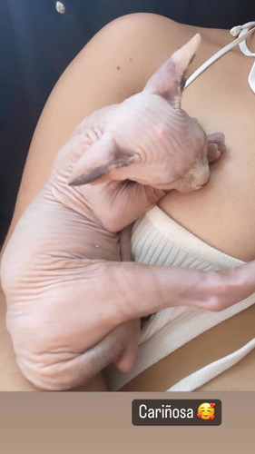 Imagen 3 de 3 de Cats Sphyne