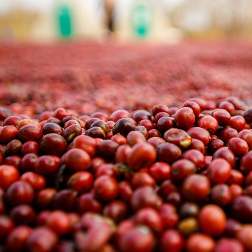 Café Los Frailes Natural Grano 250gr