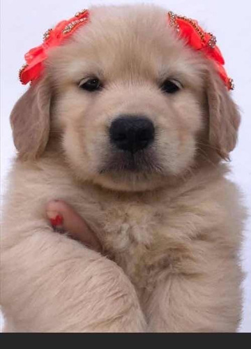 Filhotes Golden Retriever Pedigree E Microship Imediato