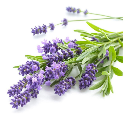 Imagen 2 de 4 de 40 Semillas De Lavanda Officinalis - Huerta Premium